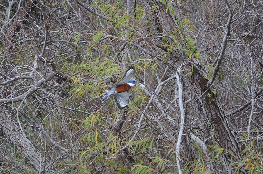 Kingfisher, Ringed, 2013--01073622 Sabal Palm Sanctuary, Brownsville, TX_2.JPG - Ringed Kingfisher. Sabal Palm Saanctuary, Brownsville, TX, 1-7-2013